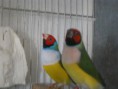 /album/fotos%20das%20instala%c3%a7oes%20e%20algumas%20das%20mimhas%20aves/pedro-exoticos-026-jpg/
